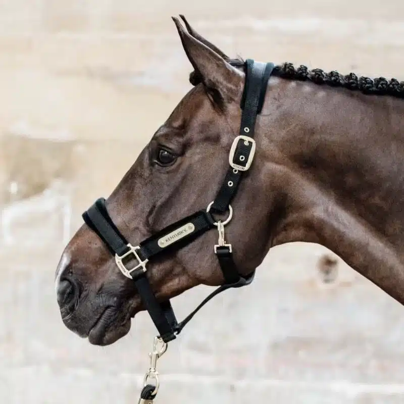 Licol velvet noir Kentucky Horsewear Sellerie Equinoxe-Shop Fuveau