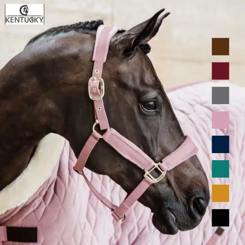 Licol velvet Kentucky Horsewear Sellerie Equinoxe-Shop Fuveau