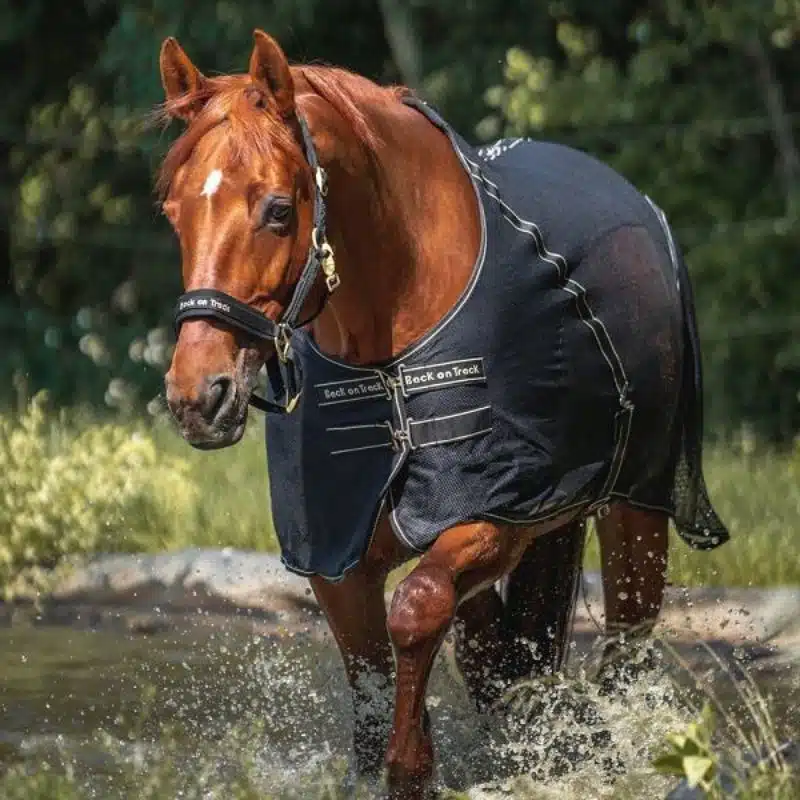 chemise filet Sienna BACK ON TRACK Sellerie Equinoxe Shop fuveau