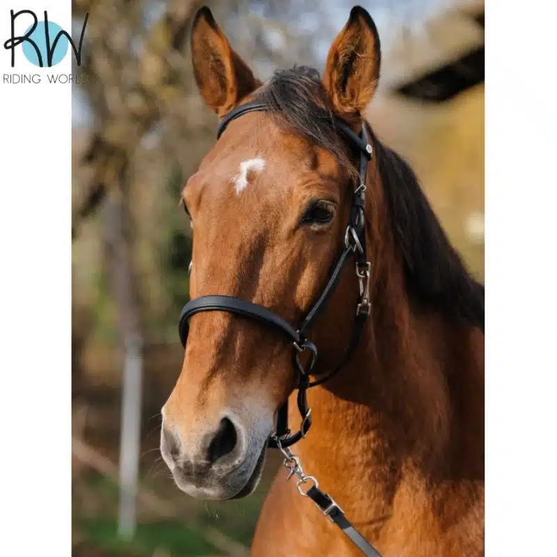 Bridon Licol synthétique RIDING WORLD Sellerie Equinoxe