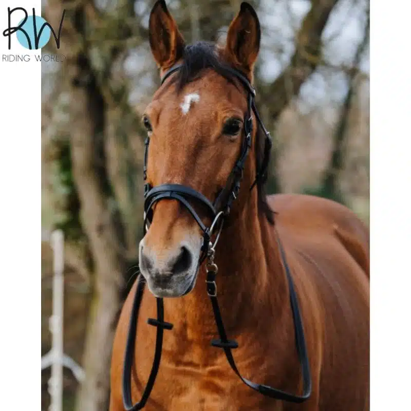 Bridon synthétique RIDING WORLD Sellerie Equinoxe