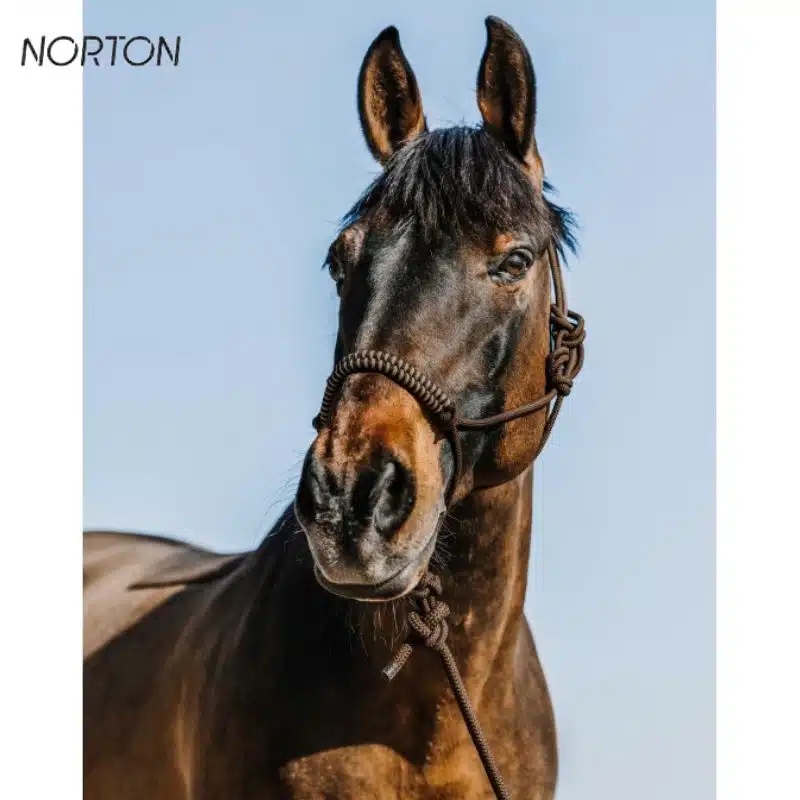 Licol éthologique avec longe NORTON Deco Sellerie Equinoxe Shop