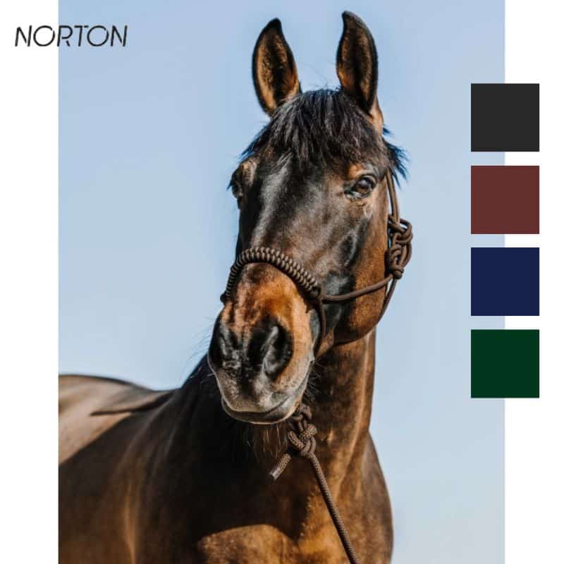 Licol éthologique avec longe NORTON Deco choco Sellerie Equinoxe Shop