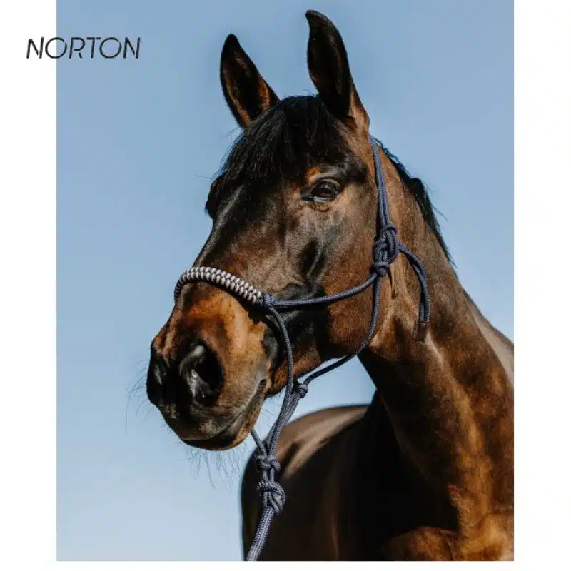 Licol éthologique avec longe NORTON Deco marine Sellerie Equinoxe Shop