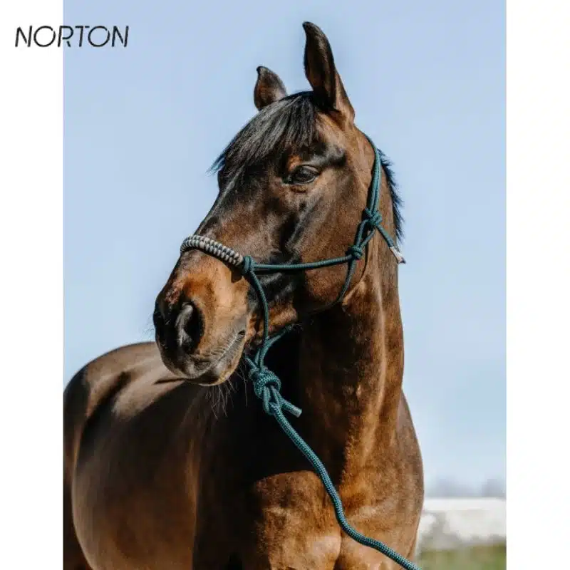 Licol éthologique avec longe NORTON Deco vert Sellerie Equinoxe Shop