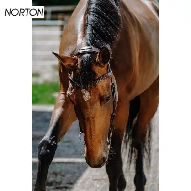 Bridon anatomique freedom sans muserolle cheval NORTON Sellerie Equinoxe Shop