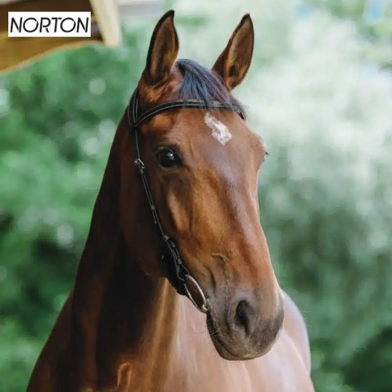 Bridon freedom sans muserolle cheval NORTON 301804302 Sellerie Equinoxe Shop