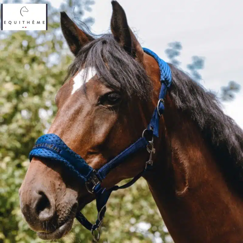 Licol nylon 3D mesh bleu roi EQUITHÈME Sellerie Equinoxe Shop Fuveau