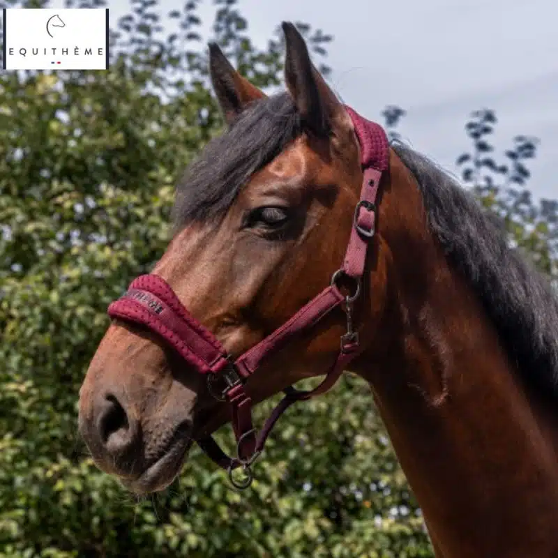 Licol nylon 3D mesh bordeaux EQUITHÈME Sellerie Equinoxe Shop Fuveau