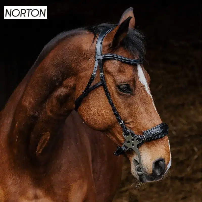 Bridon complet avec hackamore NORTON PRO 301899 noir Sellerie Equinoxe Shop Bridon complet avec hackamore NORTON PRO 301899 noir Sellerie Equinoxe Shop