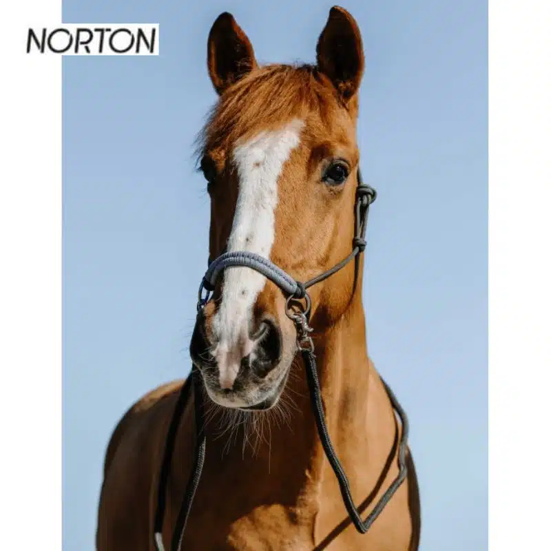Licol éthologiques avec rênes Fancy Norton 510267311 Sellerie Equinoxe Shop Fuveau