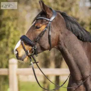 Bridon Skye Strass et paillettes QHP 9115 noir cheval Sellerie Equinoxe Shop Fuveau Bridon Skye Strass et paillettes QHP 9115 noir cheval Sellerie Equinoxe Shop Fuveau