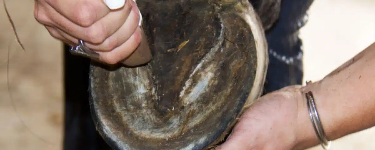 Comment soigner les fourchettes pourries de mon cheval