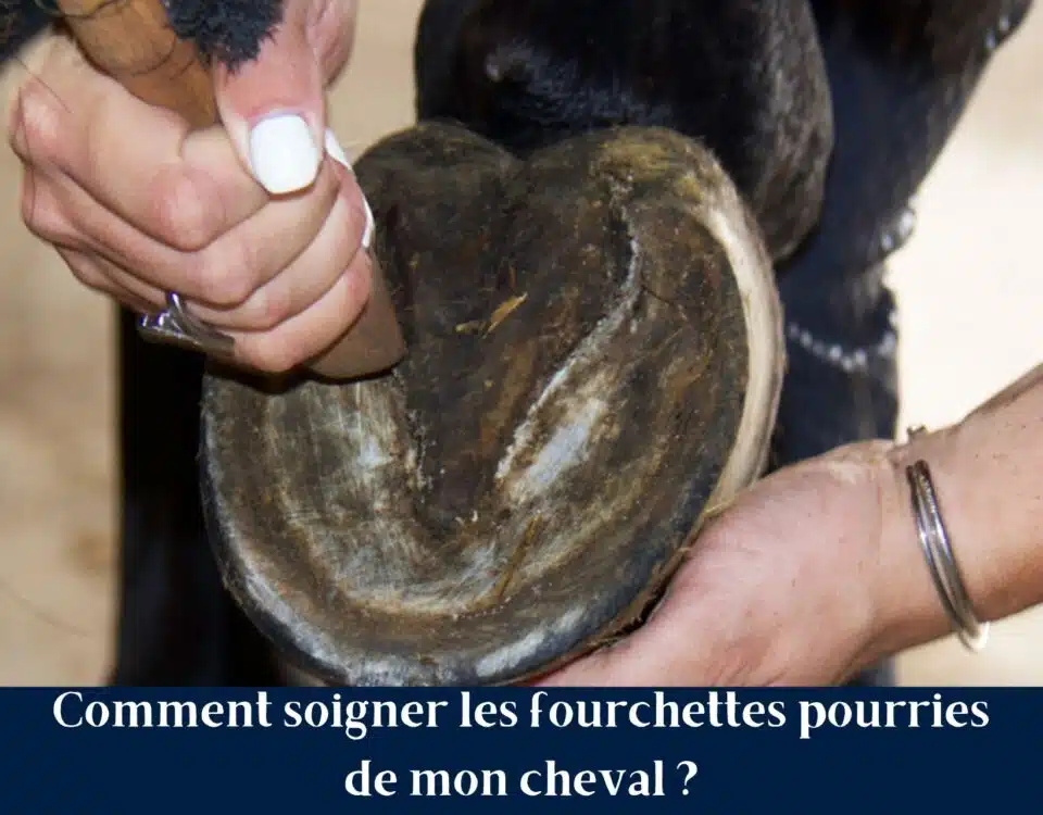 Comment soigner les fourchettes pourries de mon cheval