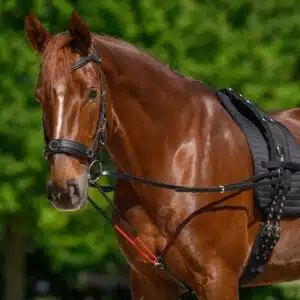 Rênes triangulaires W-Train Waldhausen 193701 Sellerie Equinoxe Shop Fuveau Rênes triangulaires W-Train Waldhausen 193701 Sellerie Equinoxe Shop Fuveau