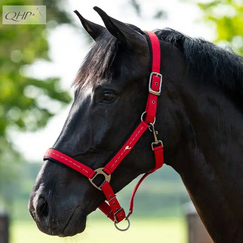 Licol Oakleigh rouge COLLECTION SUNSET RED reference 1214 QHP SS26 Sellerie Equinoxe Shop Fuveau