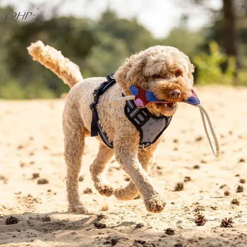 Jouets pour chien QHP 5652 Collection SS26 Sellerie Equinoxe Shop Fuveau Jouets pour chien QHP 5652 Collection SS26 Sellerie Equinoxe Shop Fuveau