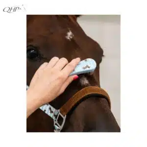 Brosse de tête Collection SS26 Stable buddy Dachshund Teckel QHP Sellerie Equinoxe Shop