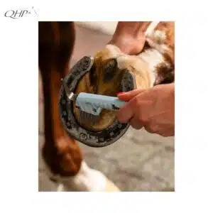 Cure-pied Collection SS26 Stable buddy Dachshund Teckel QHP Sellerie Equinoxe Shop