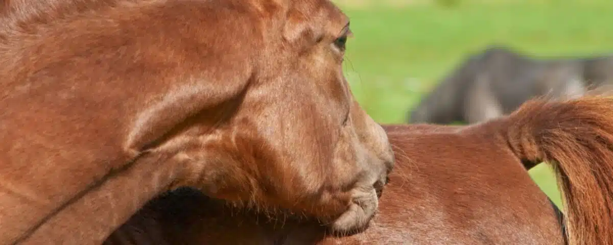 Dermite Estivale du cheval Comment la prévenir et comment la soigner