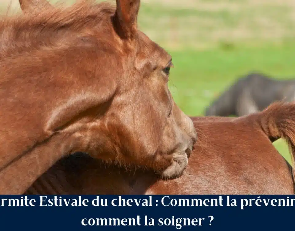 Dermite Estivale du cheval Comment la prévenir et comment la soigner