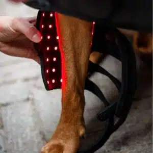 Guetre de Thérapie par Lumière Rouge LED pour chiens et Animaux de Compagnie Horseware Sellerie Equinoxe Shop Guetre de Thérapie par Lumière Rouge LED pour chiens et Animaux de Compagnie Horseware Sellerie Equinoxe Shop