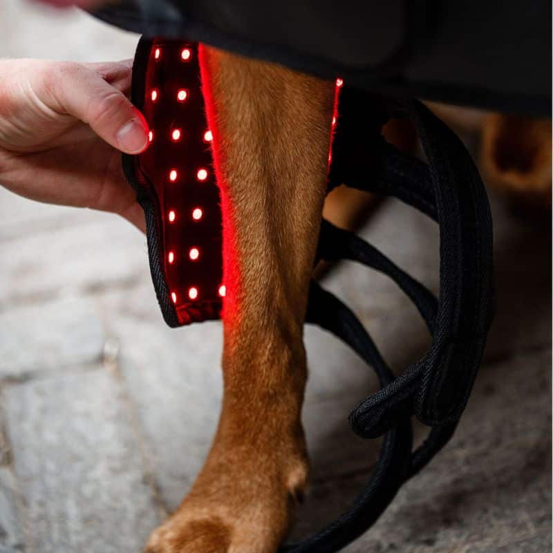 Guetre de Thérapie par Lumière Rouge LED pour chiens et Animaux de Compagnie Horseware Sellerie Equinoxe Shop