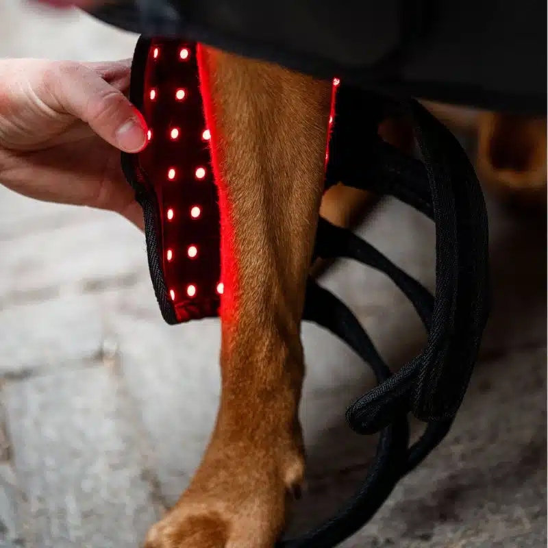 Guetre de Thérapie par Lumière Rouge LED pour chiens et Animaux de Compagnie Horseware Sellerie Equinoxe Shop