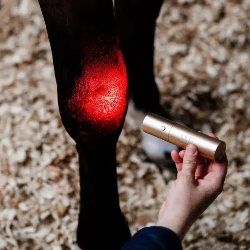 Lampe Baguette de Thérapie par Lumière Rouge LED Horseware articulation enflammée poney et cheval Sellerie Equinoxe Shop Fuveau unité