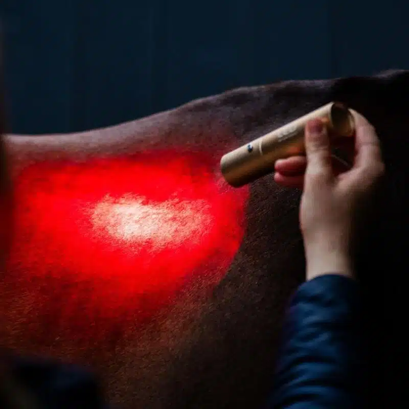 Lampe Baguette de Thérapie par Lumière Rouge LED Horseware douleurs musculaires poney et cheval Sellerie Equinoxe Shop Fuveau unité