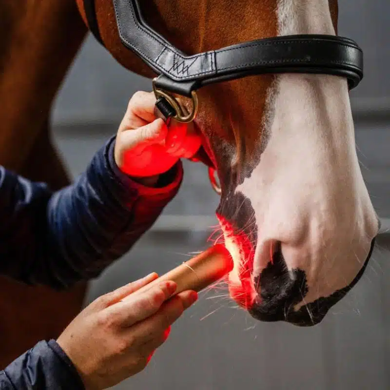 Lampe de Thérapie par Lumière Rouge LED Horseware inflammation poney et cheval Sellerie Equinoxe Shop Fuveau unité