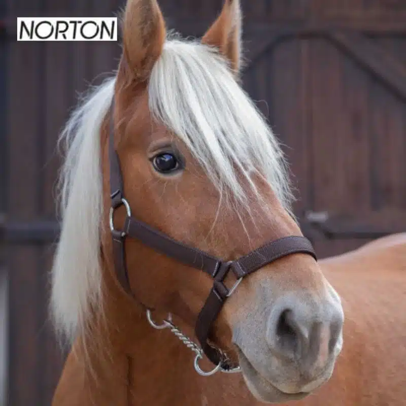 Licol cheval de trait Choco NORTON EK CHEVAl 510194 Sellerie Equinoxe Shop Fuveau