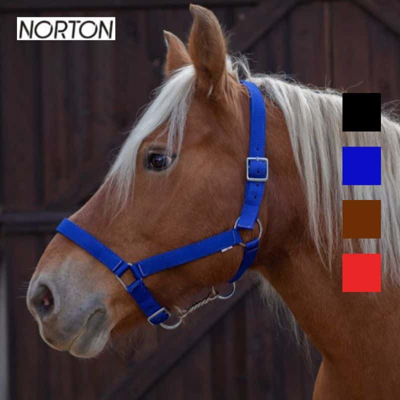 Licol cheval de trait NORTON EK CHEVAl 510194 Sellerie Equinoxe Shop Fuveau