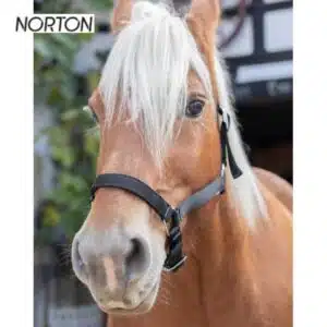 Licol cheval de trait noir NORTON EK CHEVAl 510193 Sellerie Equinoxe Shop Fuveau Licol cheval de trait noir NORTON EK CHEVAl 510193 Sellerie Equinoxe Shop Fuveau