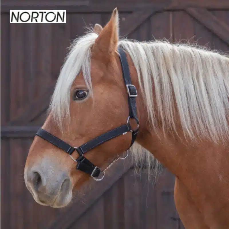 Licol cheval de trait noir NORTON EK CHEVAl 510194 Sellerie Equinoxe Shop Fuveau
