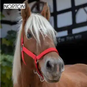 Licol cheval de trait rouge NORTON EK CHEVAl 510194 Sellerie Equinoxe Shop Fuveau Licol cheval de trait rouge NORTON EK CHEVAl 510194 Sellerie Equinoxe Shop Fuveau