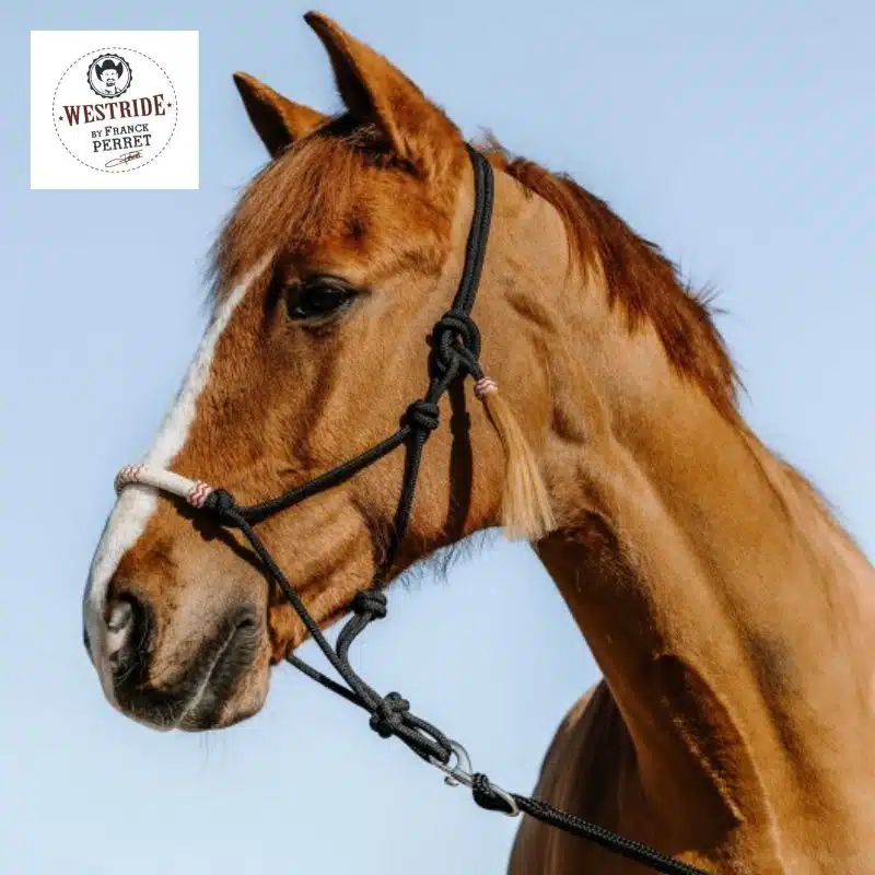 Licol éthologique Western WESTRIDE cheval noir 510272302 Sellerie Equinoxe Shop Fuveau