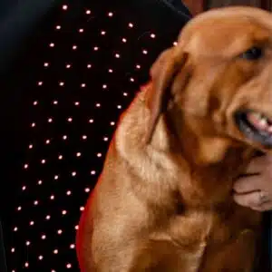 Manteau de Thérapie par Lumière Rouge LED pour Animaux de Compagnie Horseware