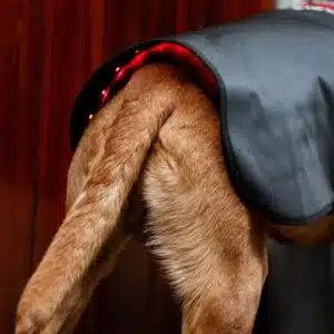 Manteau de Thérapie par Lumière Rouge LED pour Animaux de Compagnie Horseware Equinoxe-Shop