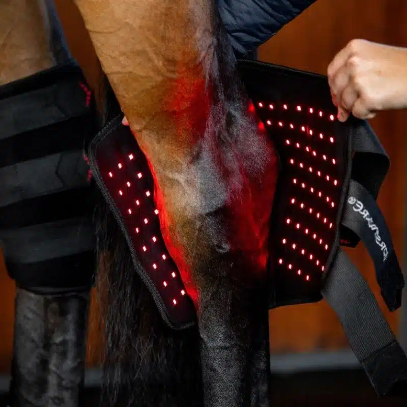 Protège-Jarret de Thérapie par Lumière Rouge LED Horseware poney et cheval Sellerie Equinoxe Shop Fuveau