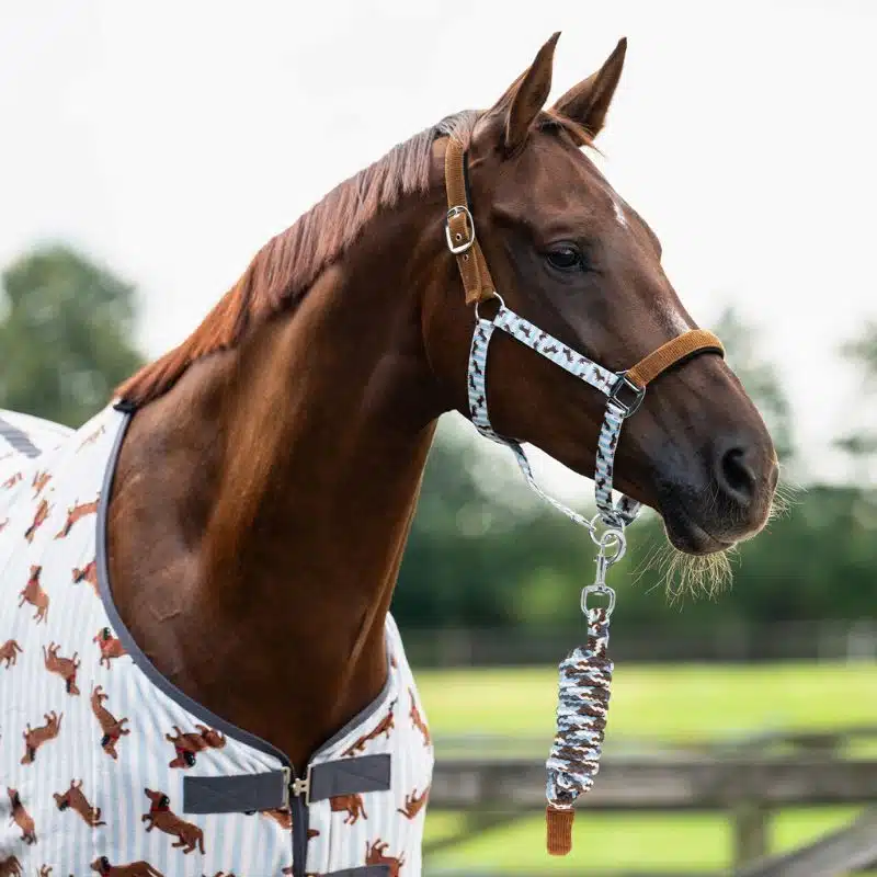 Set Licol avec longe Collection SS26 Stable buddy Dachshund Teckel QHP 1222 Cheval Sellerie Equinoxe Shop