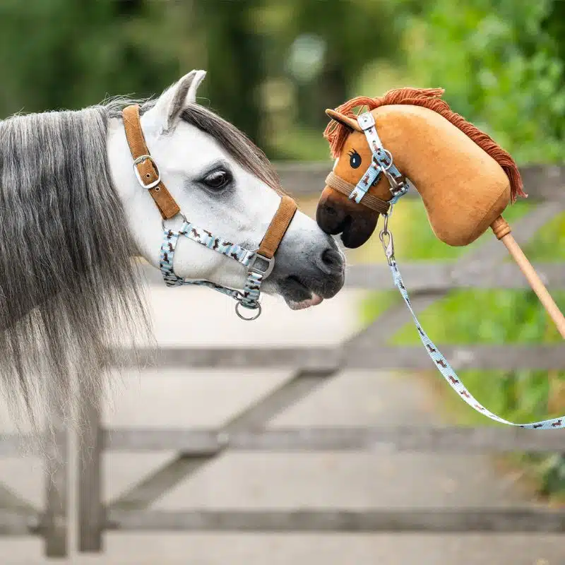 Set Licol avec longe Collection SS26 Stable buddy Dachshund Teckel QHP 1222 Sellerie Equinoxe Shop (2)