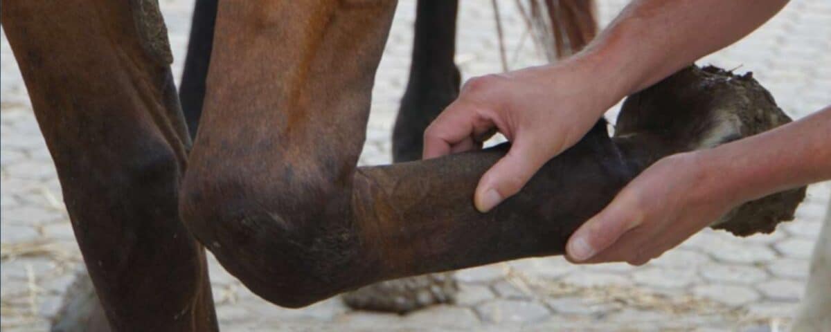 Tendinite du cheval Comment la reconnaître et comment la soigner