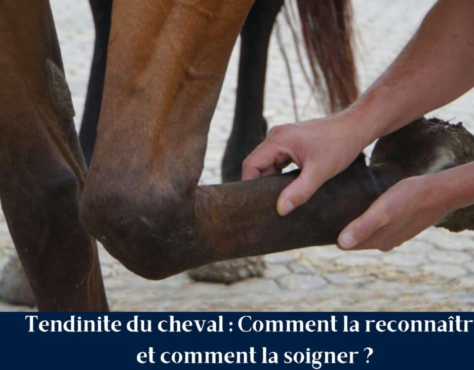 Tendinite du cheval Comment la reconnaître et comment la soigner