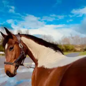 Pâte d'argile effort intense NUTRAGILE pour chevaux Sellerie Equinoxe Shop