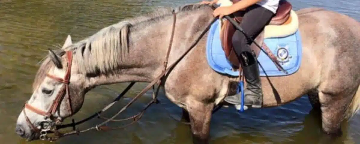 Cheval déshydraté en été buvant de l'eau, conseils pour maintenir une bonne hydratation du cheval