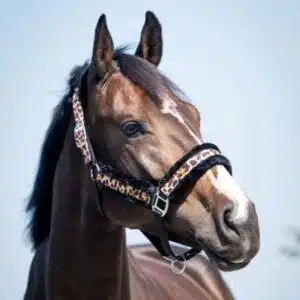 Licol Fur Imprimé Leopard cheval Sellerie Equinoxe Fuveau