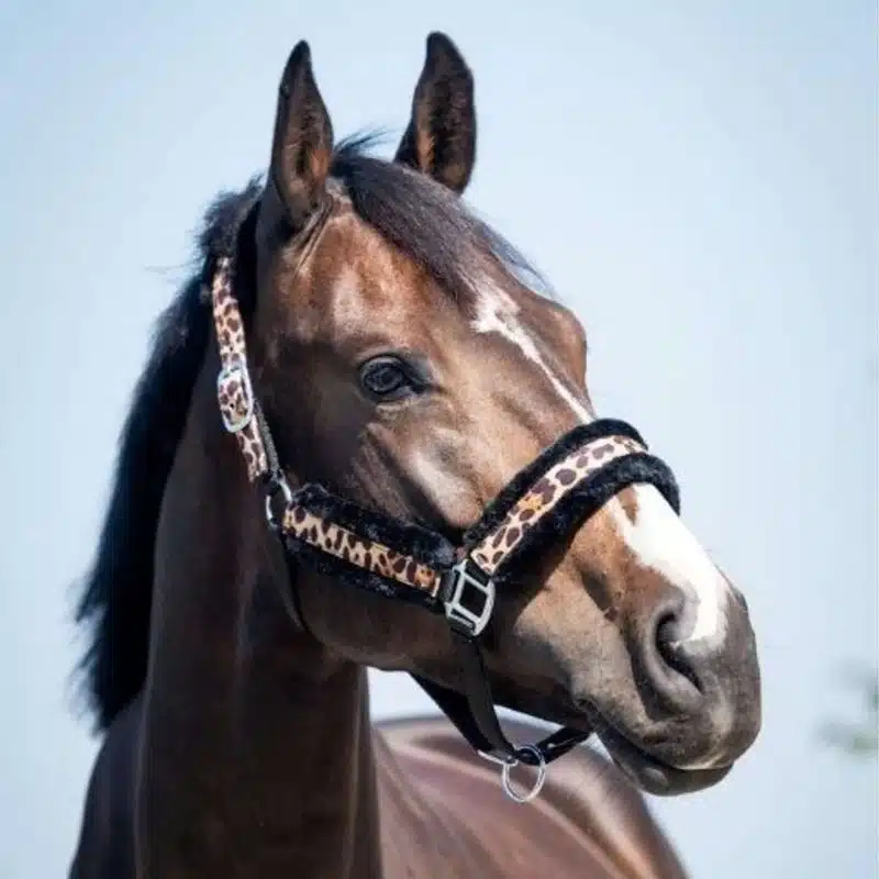 Licol Fur Imprimé Leopard cheval Sellerie Equinoxe Fuveau