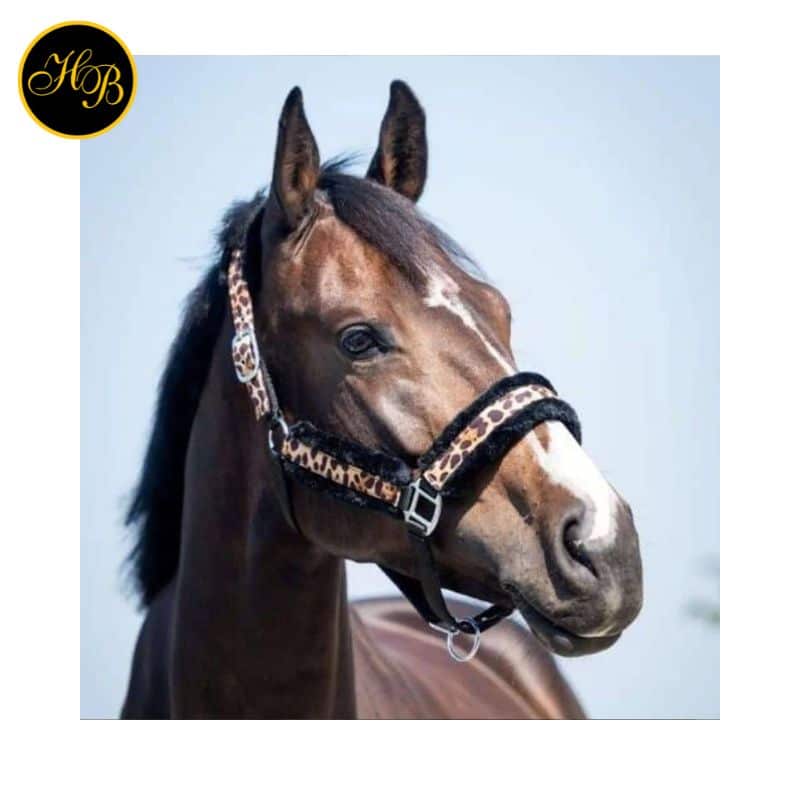 Vue de profil du licol HB Ruitersport léopard porté par un cheval