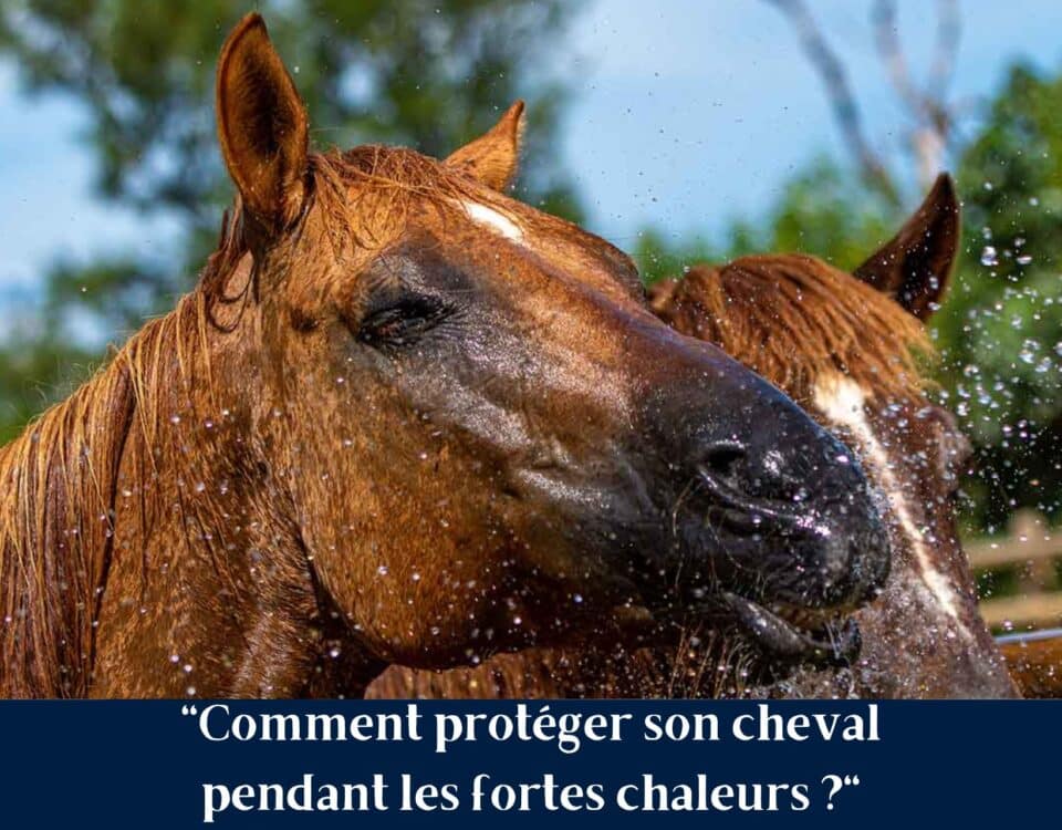 Canicule : les bons réflexes pour protéger votre cheval